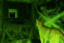 [NSZ] [小猫大营救2].Little Strays 2 美版中文+1.1.0补丁+1DLC